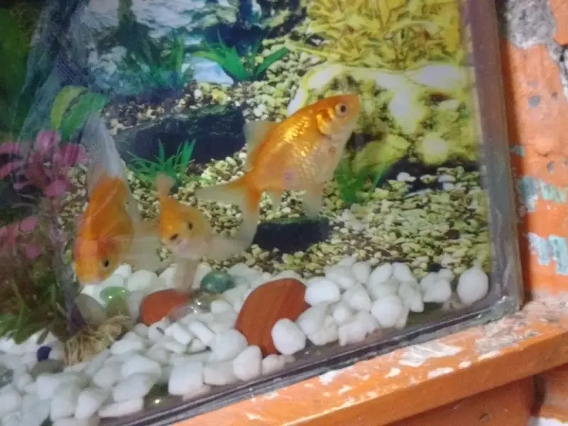 Shipali Aquarium, photo 5