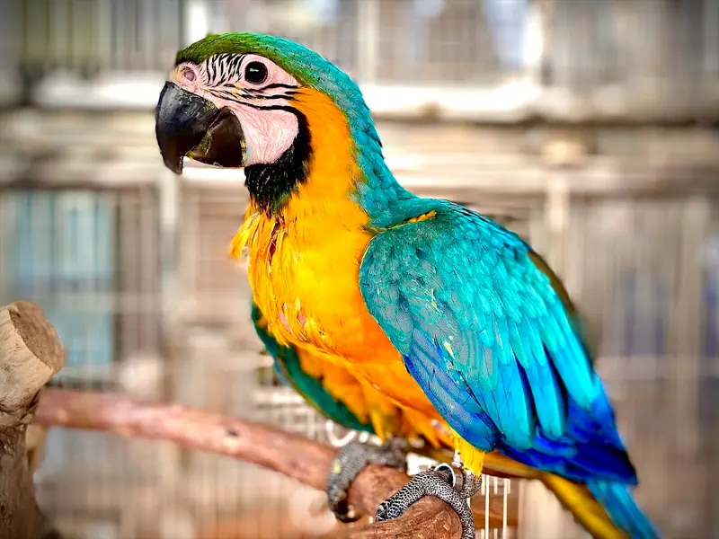 Drogo Pets Pvt Ltd, photo 3
