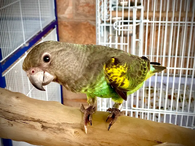 Drogo Pets Pvt Ltd, photo 4