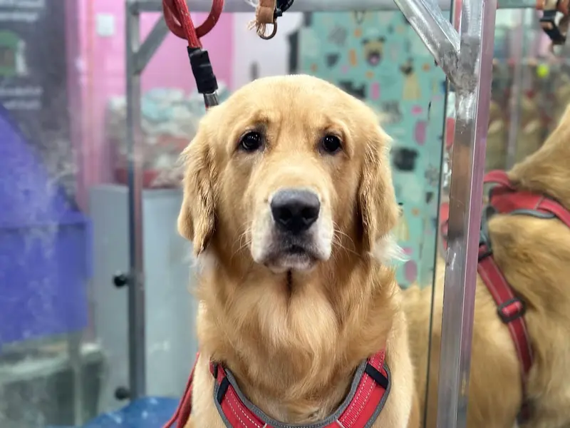 The Bark Tub- Pet Grooming Salon, photo 2