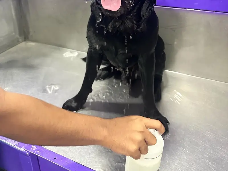 The Bark Tub- Pet Grooming Salon, photo 3