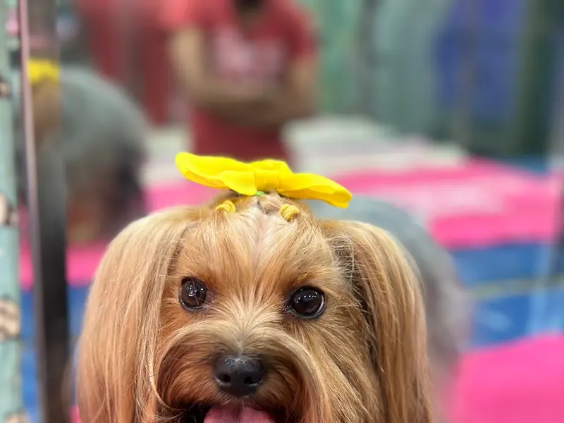 The Bark Tub- Pet Grooming Salon, photo 4