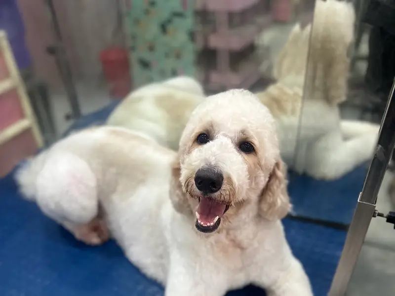 The Bark Tub- Pet Grooming Salon, photo 5