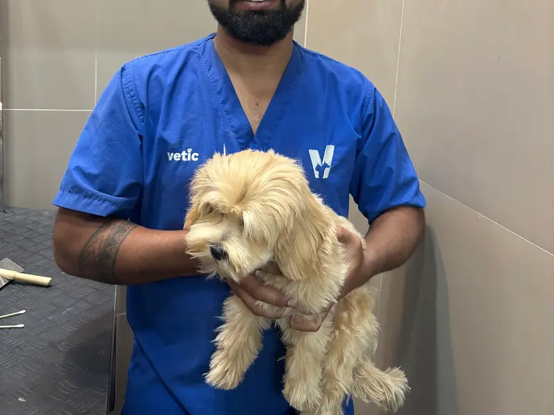 Vetic Pet Clinic Powai, photo 3