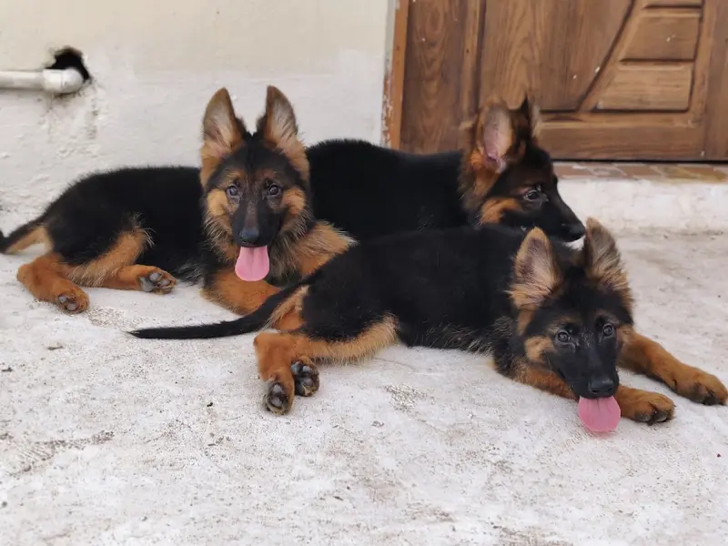 Dogs In Mumbai | Petshop In Mumbai | Mumbai Dogs | Dog Sale in Mumbai, photo 3