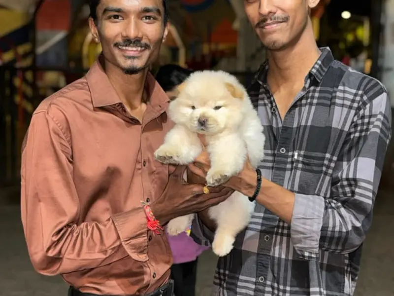 Dogs In Mumbai | Petshop In Mumbai | Mumbai Dogs | Dog Sale in Mumbai, photo 5