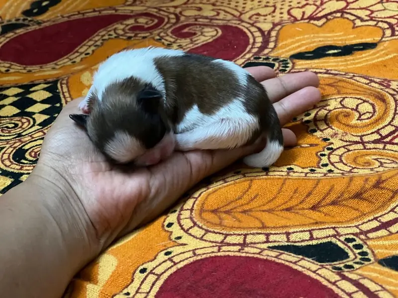 Mumbai Pet Clinic, photo 2