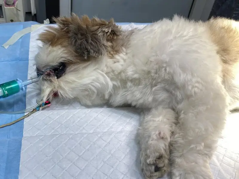 Mumbai Pet Clinic, photo 3