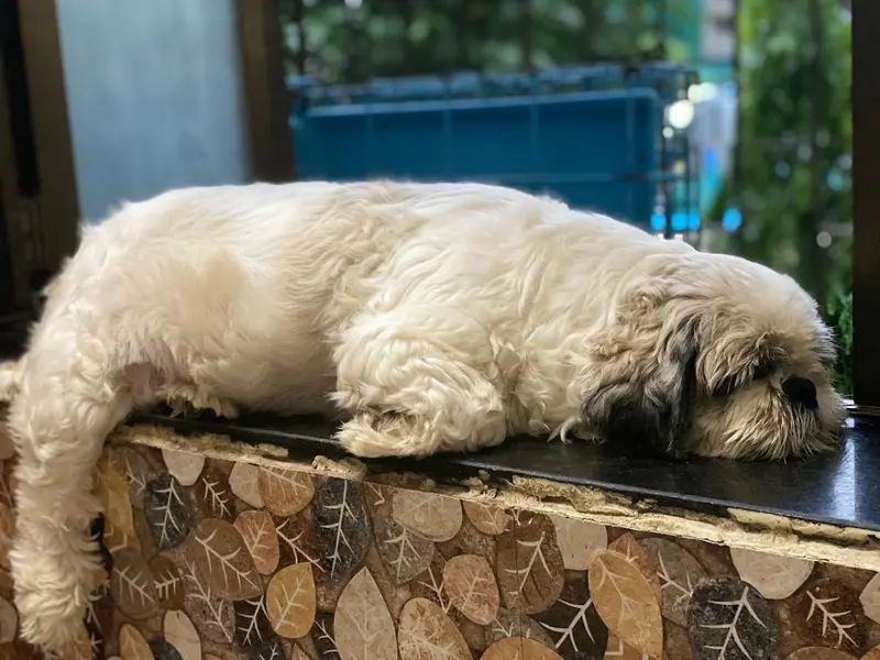 Mumbai Pet Clinic, photo 4