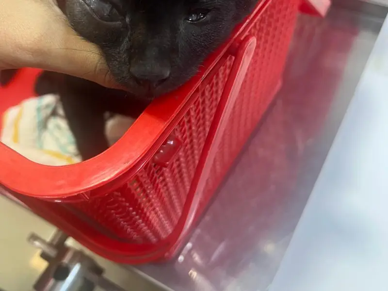 Mumbai Pet Clinic, photo 5