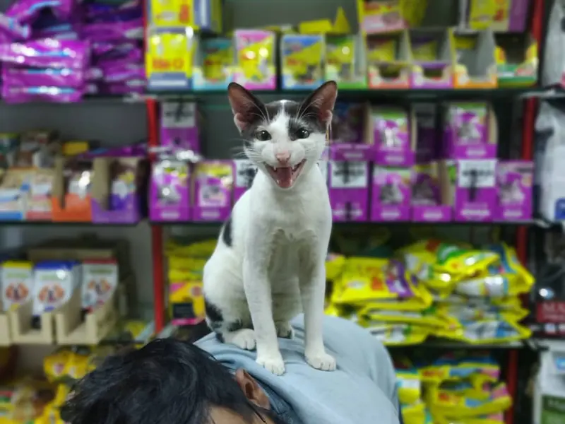 Mumbai Pet Shop, photo 2