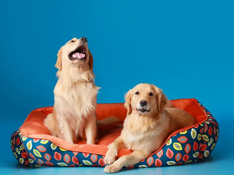 Mumbai Pet Shop, photo 3