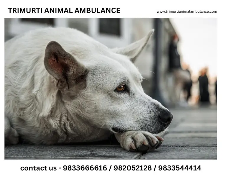 Trimurti 24/7 Pet & Animal Ambulance Service, photo 2