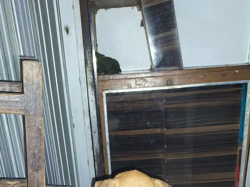 The Welfare Of Stray Dogs, photo 2