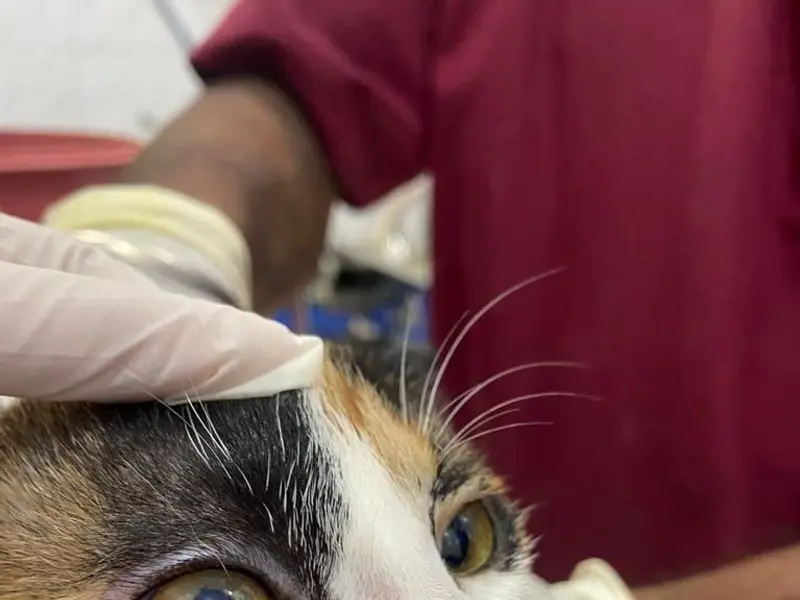 Vet 7 Ophthalmo - Comprehensive Eye Care & Surgical Centre for Pets, photo 4