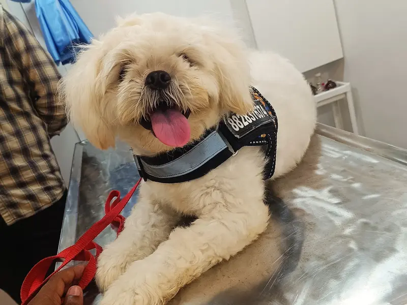 Dr. Palampalle's Pet Care Clinic, photo 4