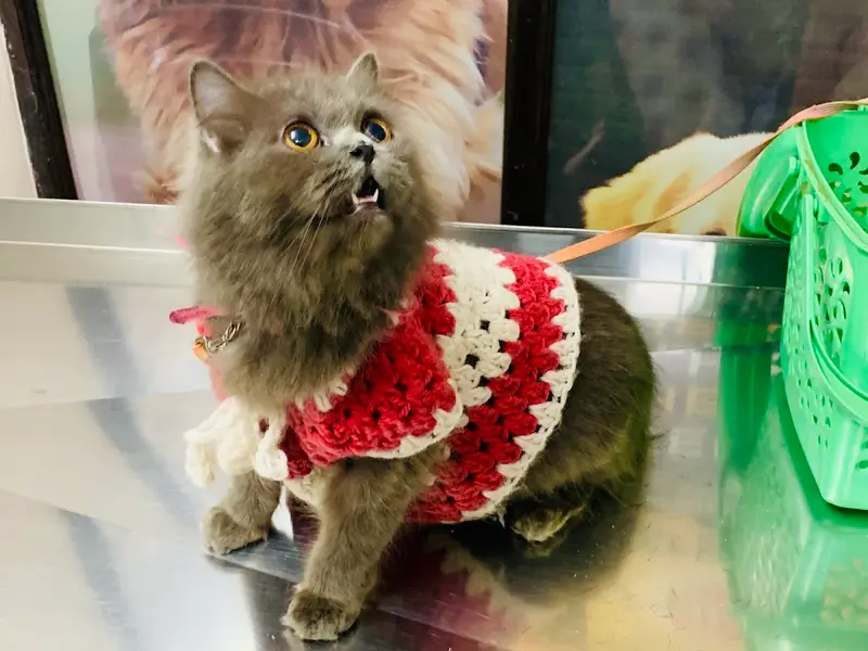 Prolife Veterinary Clinic, photo 4