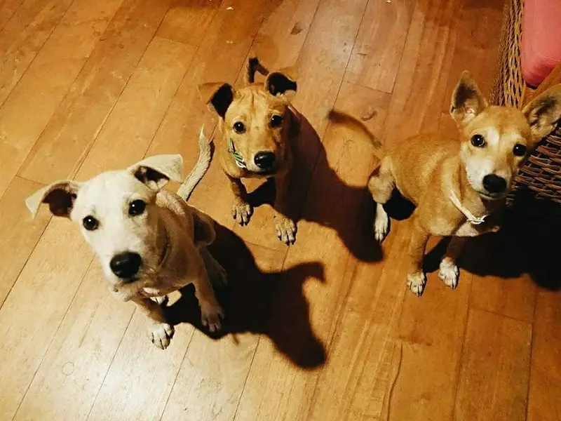 Wagg That Tail Dog Training by Varuna K, photo 2