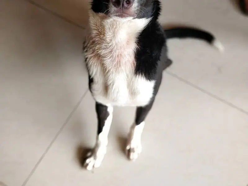 Wagg That Tail Dog Training by Varuna K, photo 3