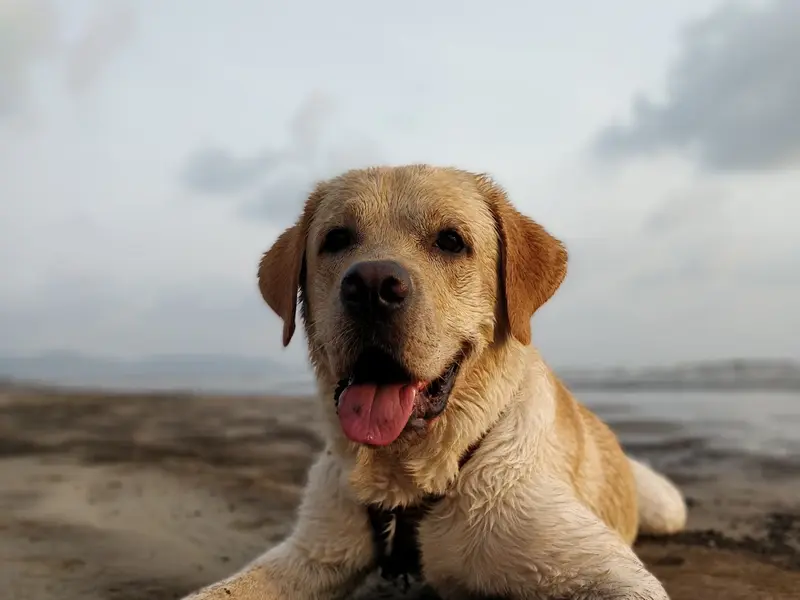 Wagg That Tail Dog Training by Varuna K, photo 4