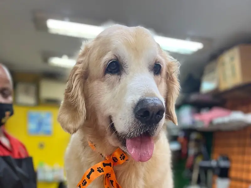 TOP DOG PET SPA, photo 2