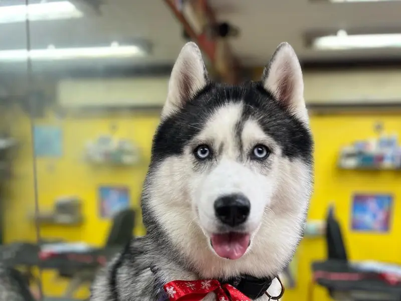 TOP DOG PET SPA, photo 3
