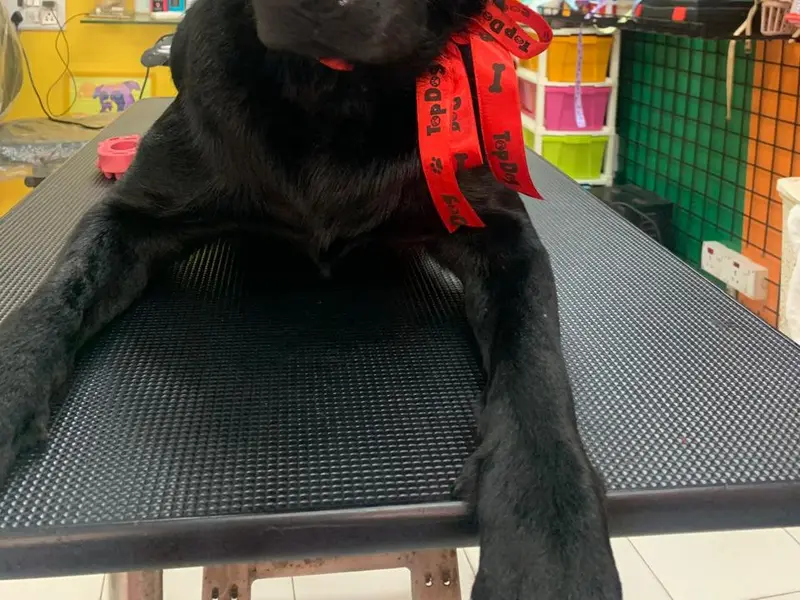 TOP DOG PET SPA, photo 4