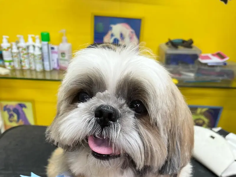 TOP DOG PET SPA