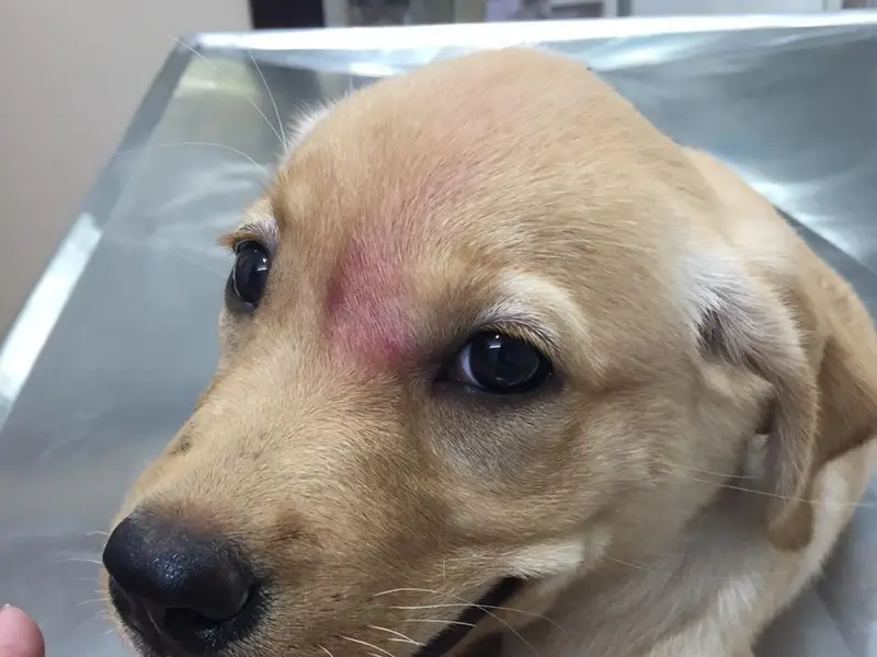 DR.NETKAR'S PET CARE CLINIC & PET SHOP, photo 2
