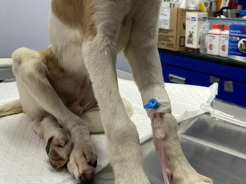 DR.NETKAR'S PET CARE CLINIC & PET SHOP, photo 5