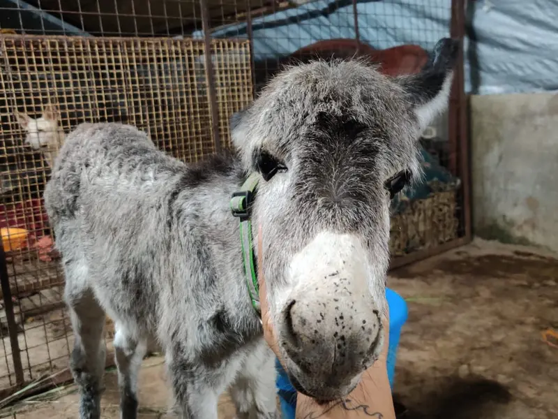 Freedom Farm, Citizens for Animal Protection Foundation, photo 2
