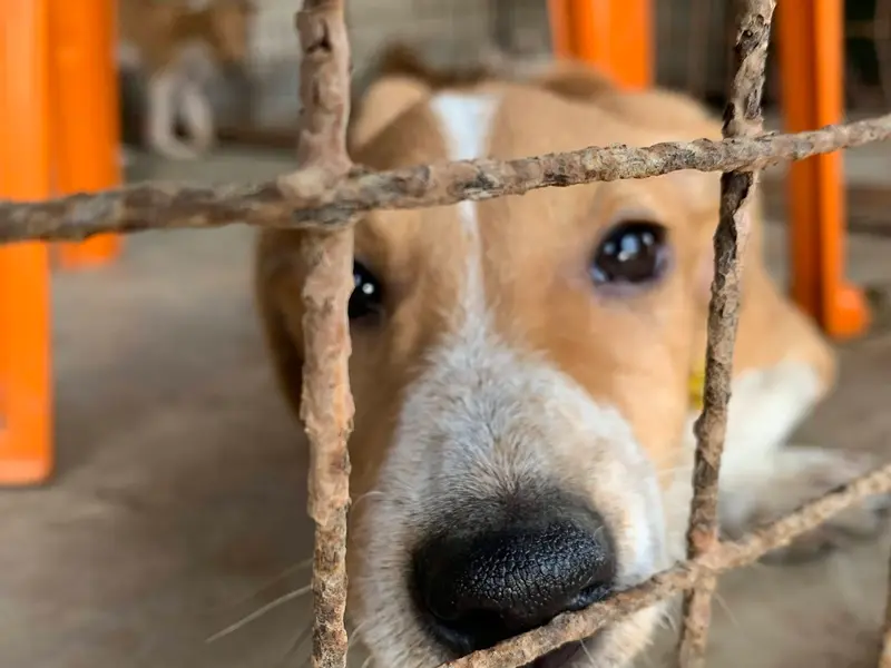 Freedom Farm, Citizens for Animal Protection Foundation, photo 4