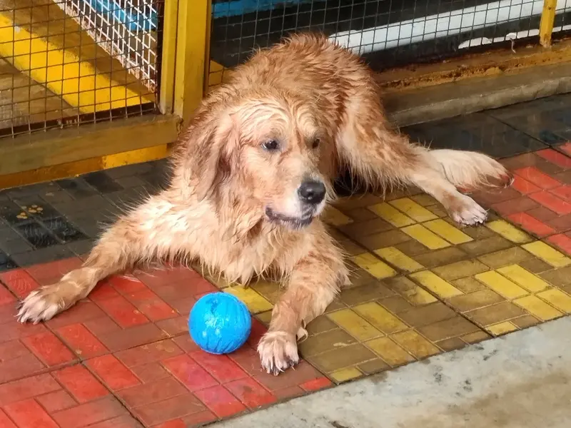 PetWags Dog Boarding with Training and Grooming Services, photo 5