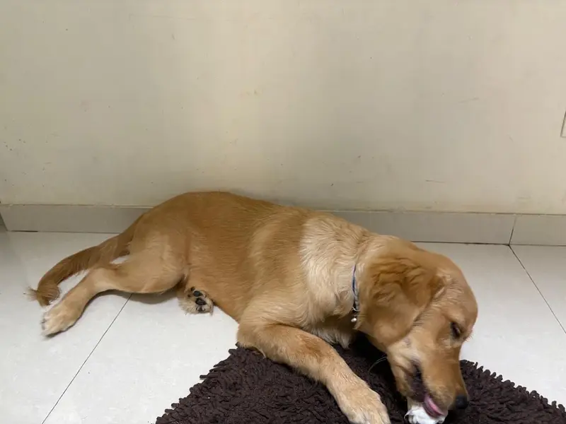 Vet 4 Amazing Pets, photo 5