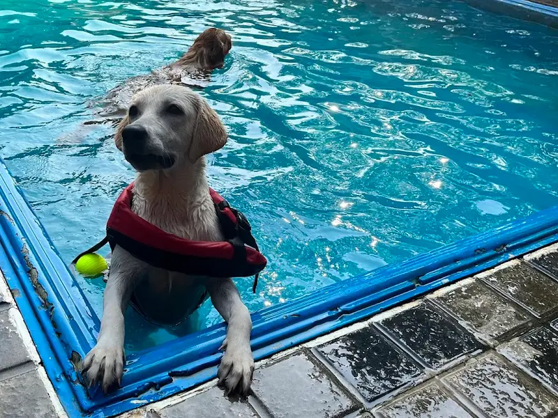 Woof N Goof Pet Resort - Pet Boarding, Pet Swimming Pool & more, photo 2