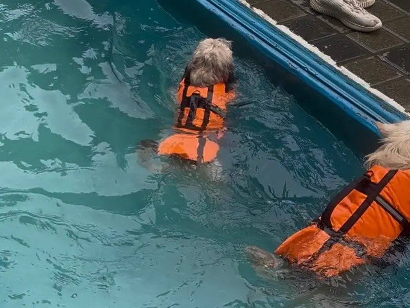 Woof N Goof Pet Resort - Pet Boarding, Pet Swimming Pool & more, photo 5