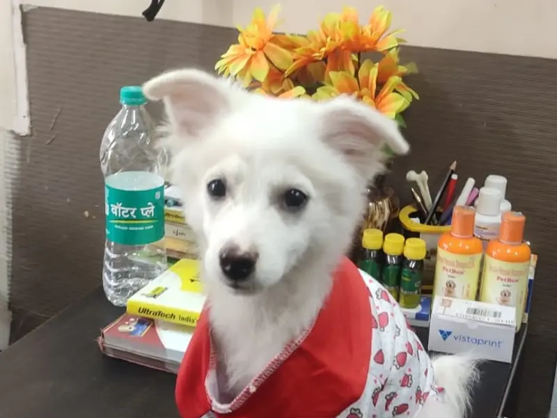 PET HEALTH CARE, photo 5