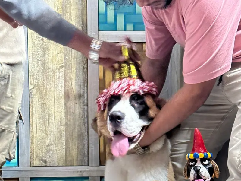 My Furry Friends Pet Care Services, photo 4