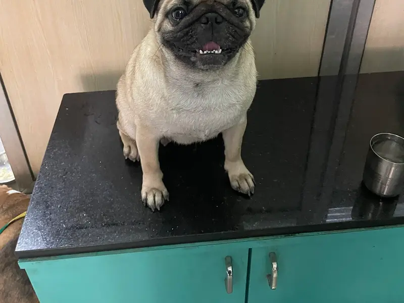 PETRIX - Dr Gautami's Small Animal Clinic, photo 2