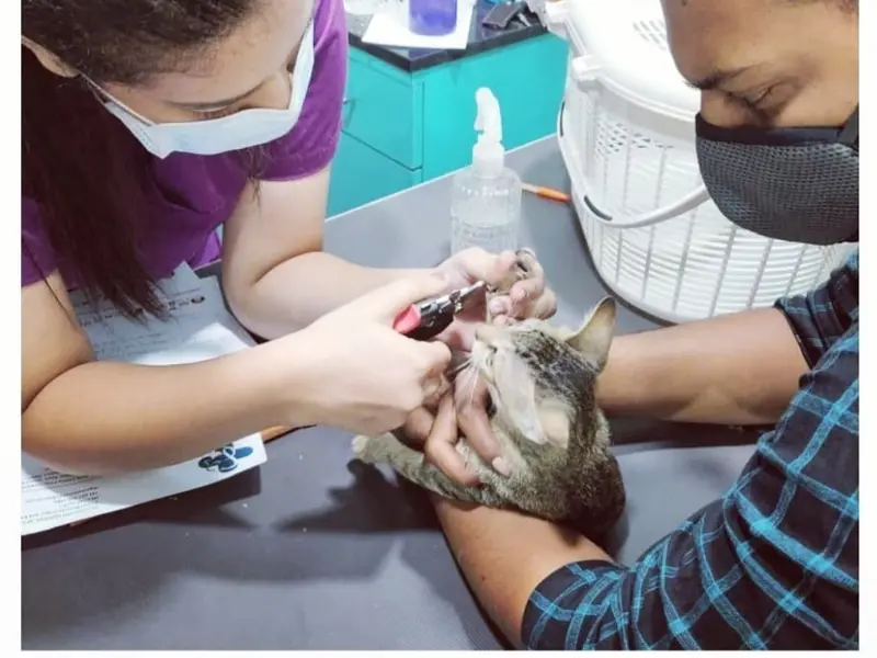 PETRIX - Dr Gautami's Small Animal Clinic, photo 4