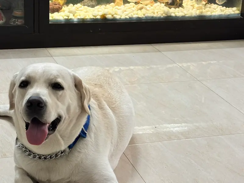 PETRIX - Dr Gautami's Small Animal Clinic, photo 5