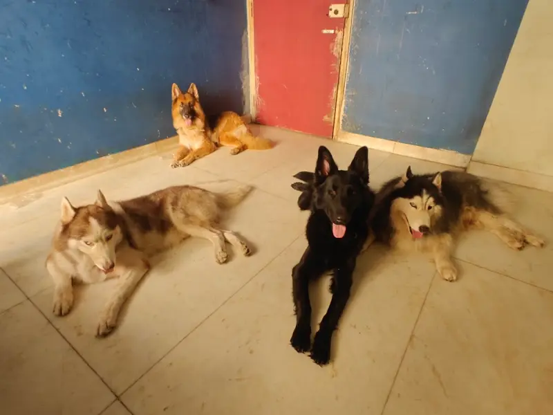 Rohit's Pet Daycare & Boarding, photo 2