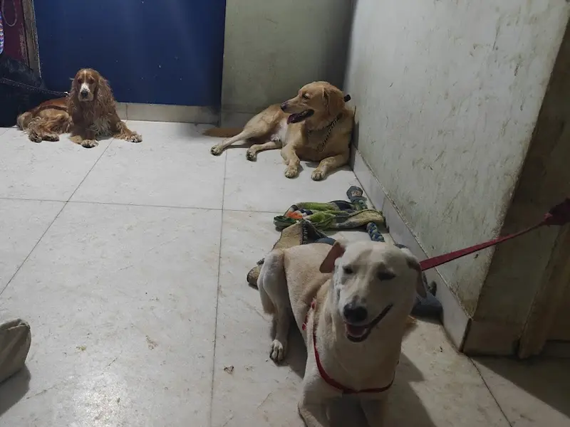 Rohit's Pet Daycare & Boarding, photo 4