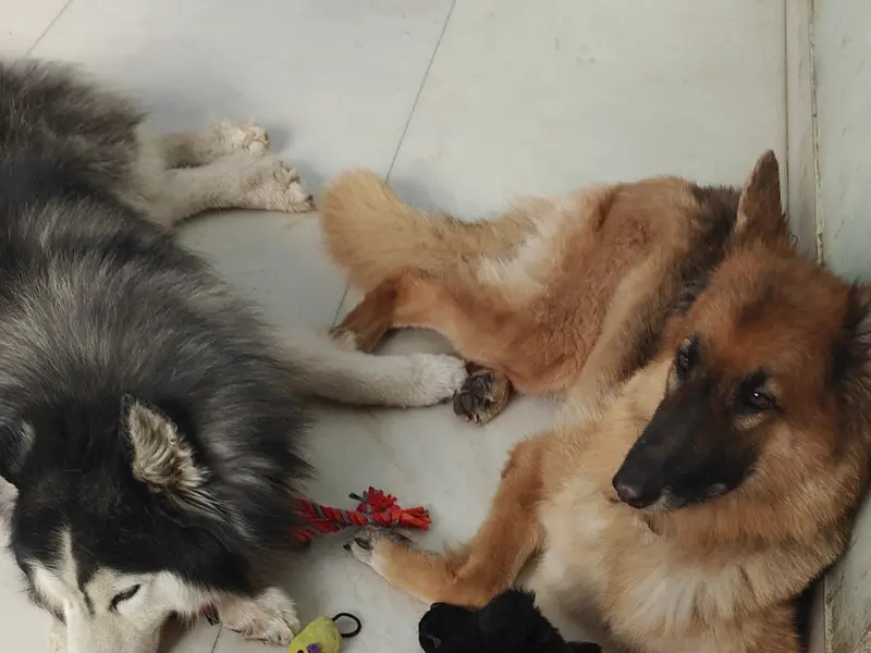 Rohit's Pet Daycare & Boarding, photo 5