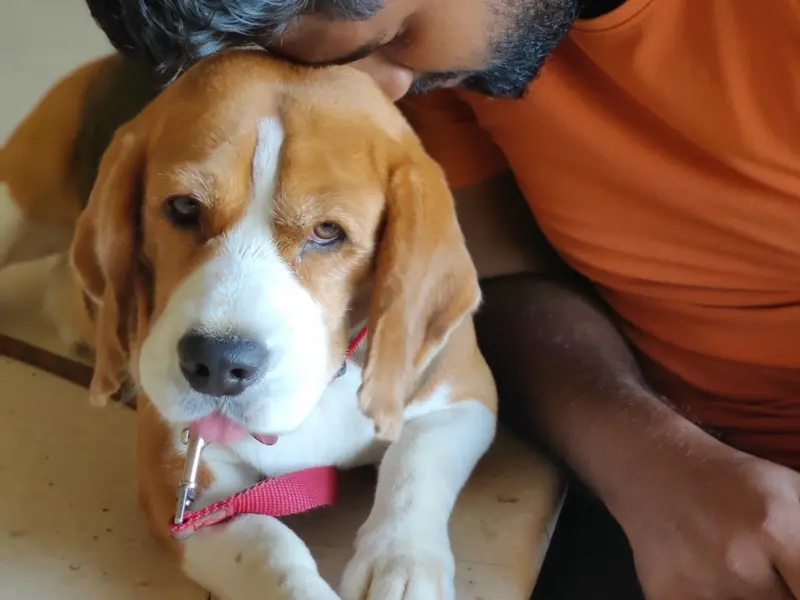 Sayyed Dog Trainer, photo 2