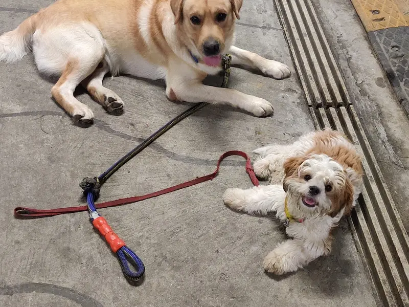 Sayyed Dog Trainer, photo 3