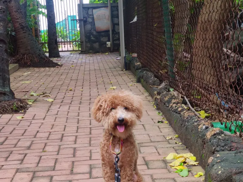 Sayyed Dog Trainer, photo 5