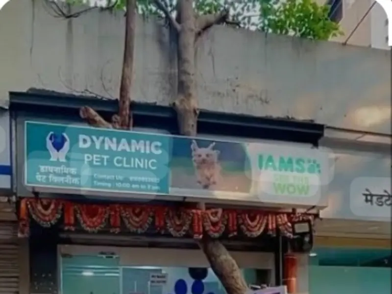 Dynamic Pet Clinic, photo 3