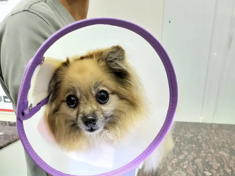 Dynamic Pet Clinic, photo 5