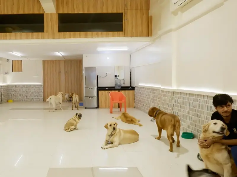 Pupstop: A Dog Boarding Centre, photo 2